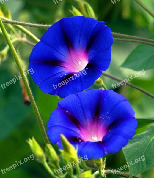 Superb Thread Blossom Bloom Blue Wind Greenhouse