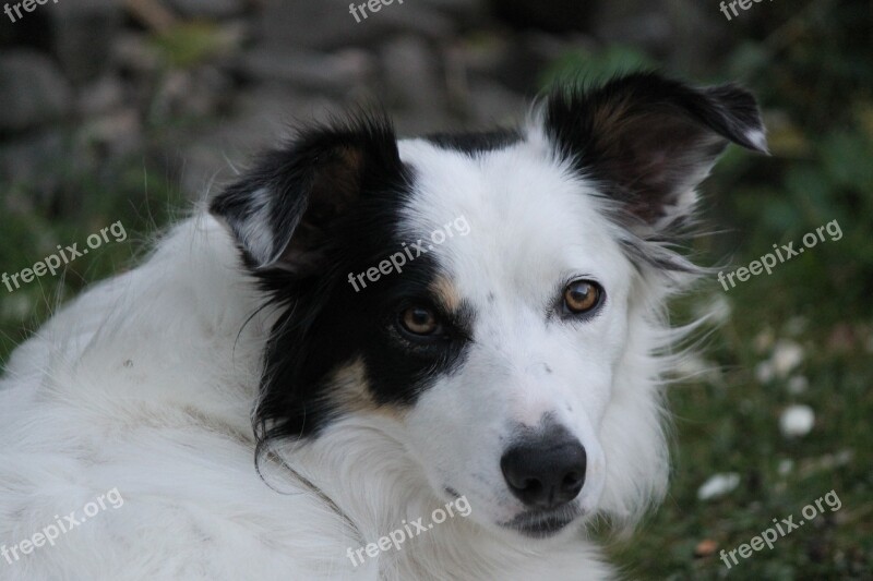 Border Collie Dog Pet Animal Sheepdog