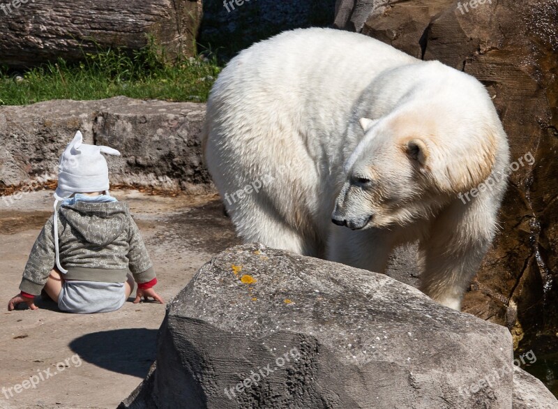 Composing Child Baby Polar Bear Fantasy