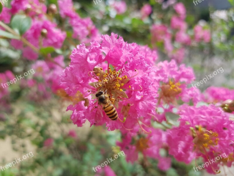 Crape Myrtle Flower Bee Pink Free Photos