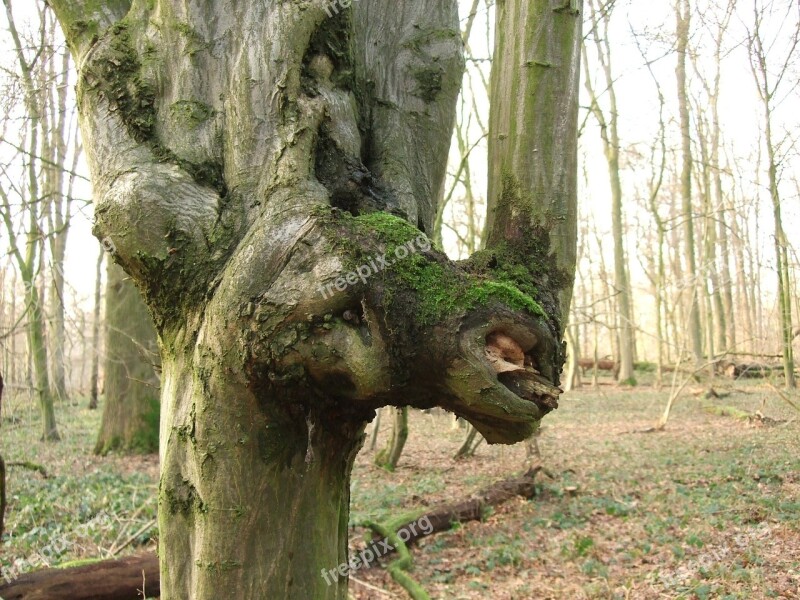 Tree Spirit Tree Forest Nature Spirit Tree Face