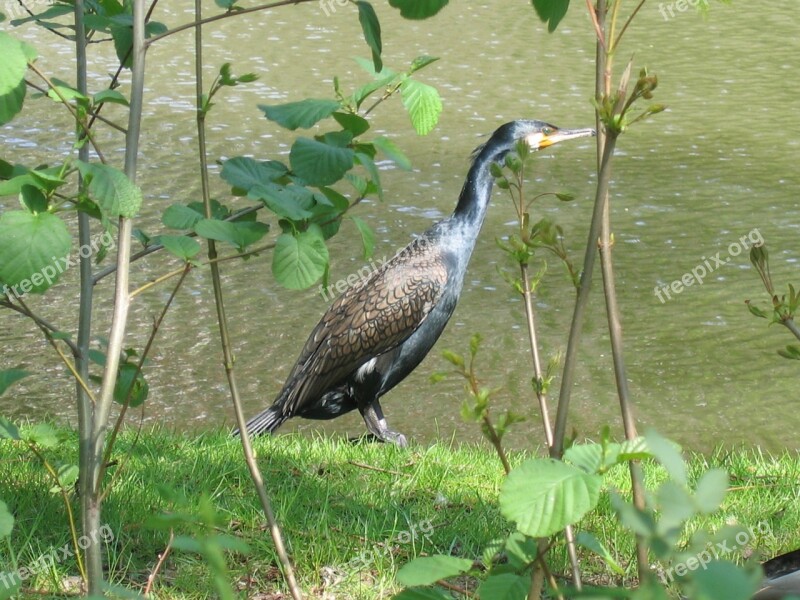 Cormorant Lake Bird Hunting Vigilant