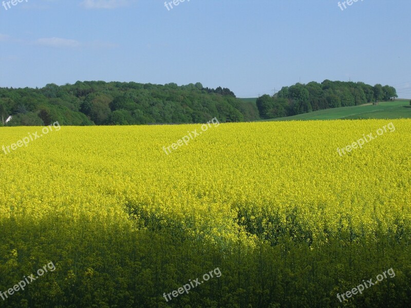 Oilseed Rape Field Nature Landscape Free Photos