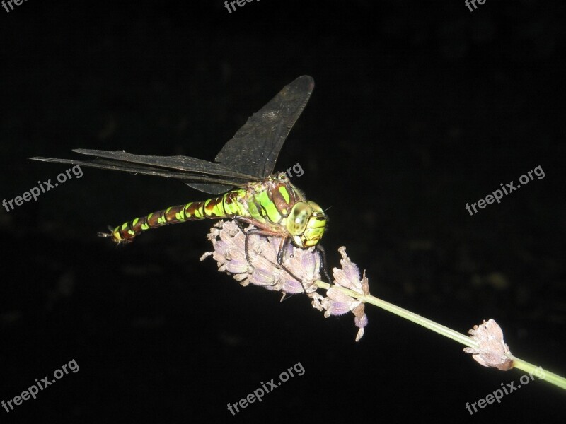 Dragonfly Insect Wing Animal Free Photos