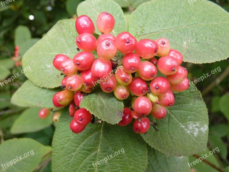 Berries Red Wild Berries Nature Free Photos