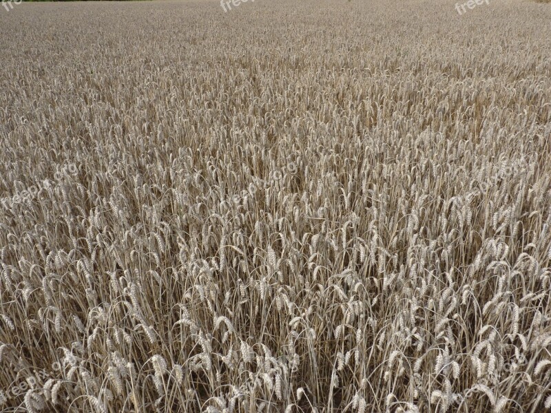 Cornfield Summer Plant Nature Germany