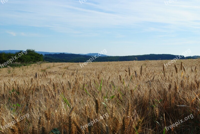 Field Sky Nature Blue Grain