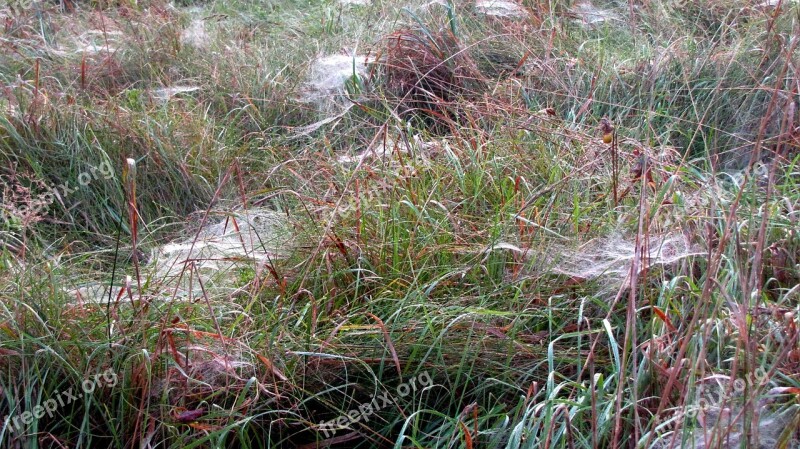 Spin Spider Webs Autumn Autumn Meadow Dew