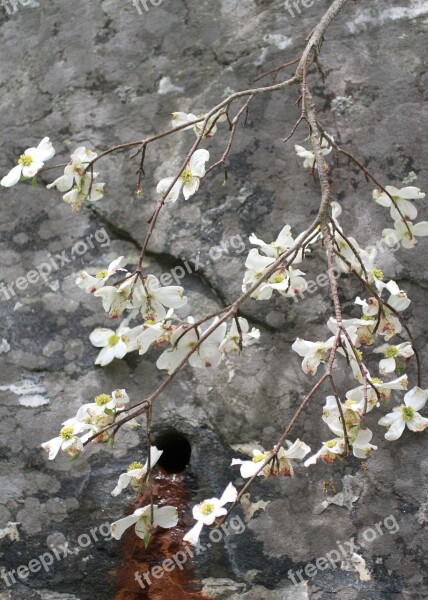 Nature Buds Blooming Blooms Spring