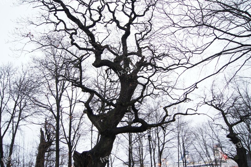 Stockholm Winter Tree Sweden Scary