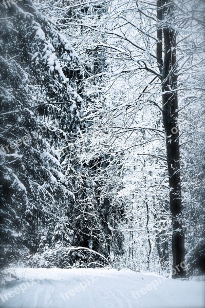 Fairytale Forest Snow Winter Trees