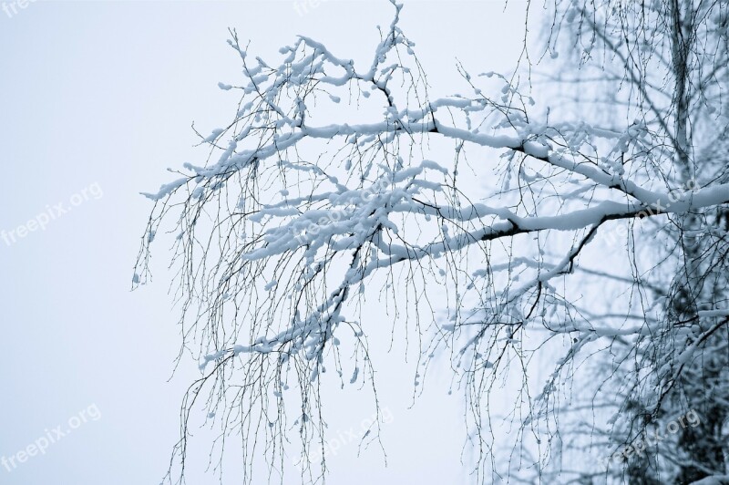 Winter Dreamy White Snow Branches