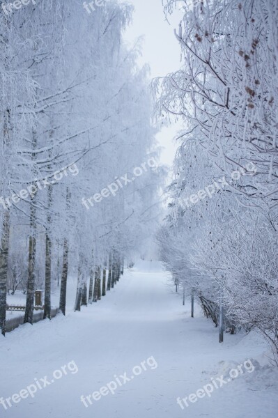 Winter Snow Road Trees Frost