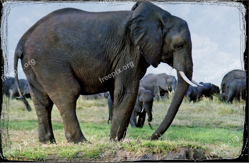 Elephants Animal Namibia Safari Africa