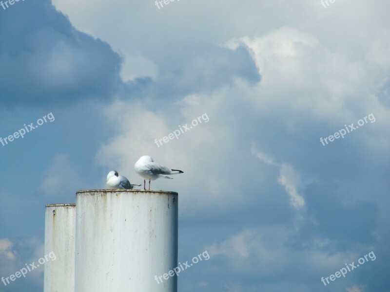 Pigeons Chimney Lake Constance Clouds Ferry