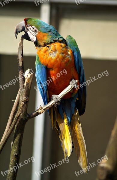 Parrot Ara Bird Parrots Birds