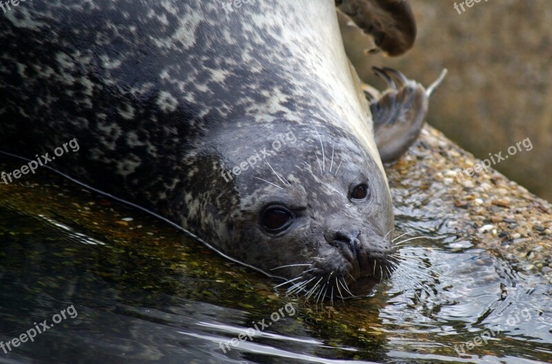 Seal Crawl North Sea Robbe Water Creature