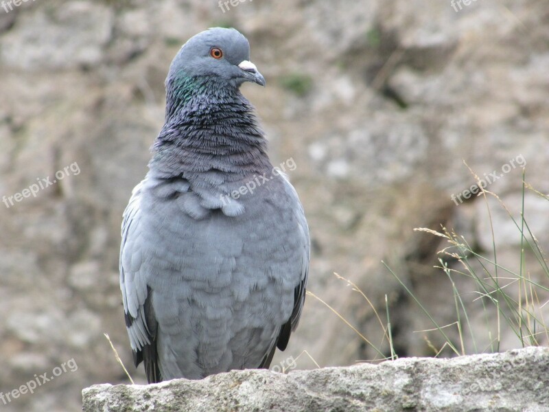 Dove City Bird Grey Wall