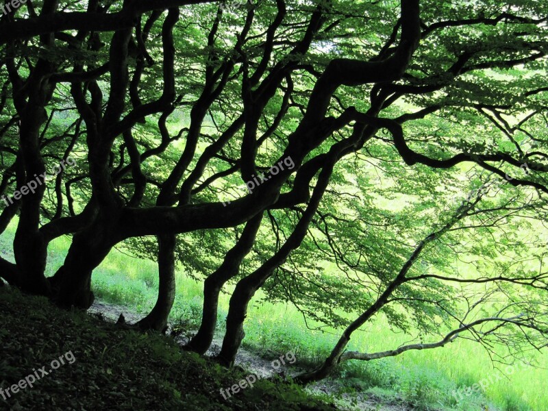 Forest Trees Green Tribe Denmark