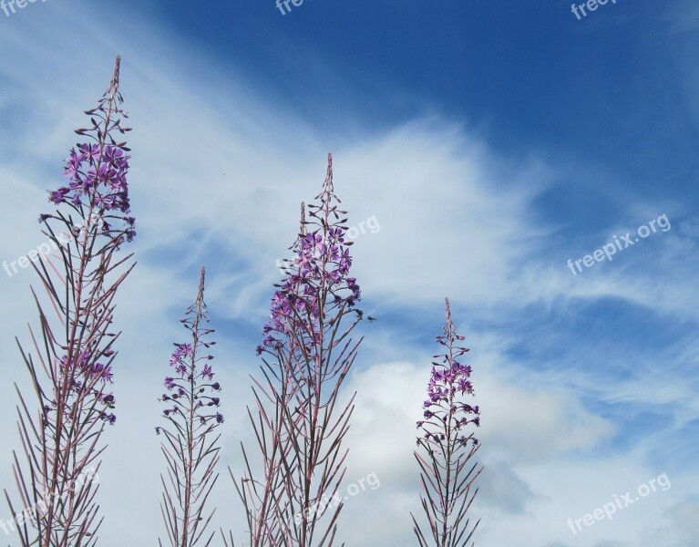 Sky Blue Cloud Plant Free Photos