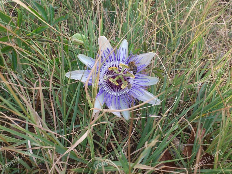 Flowers Blossom Bloom Passion Flower Exotic