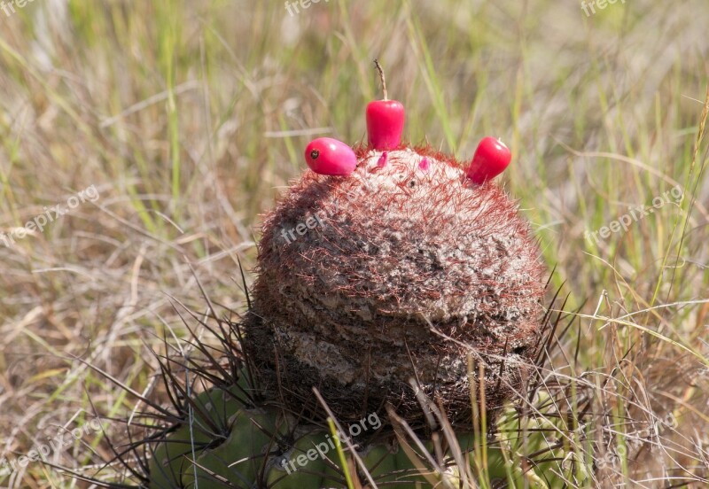 Melocactus Fruit Grass Nature Outside