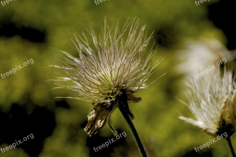 Meadow Autumn Faded Flying Seeds Free Photos