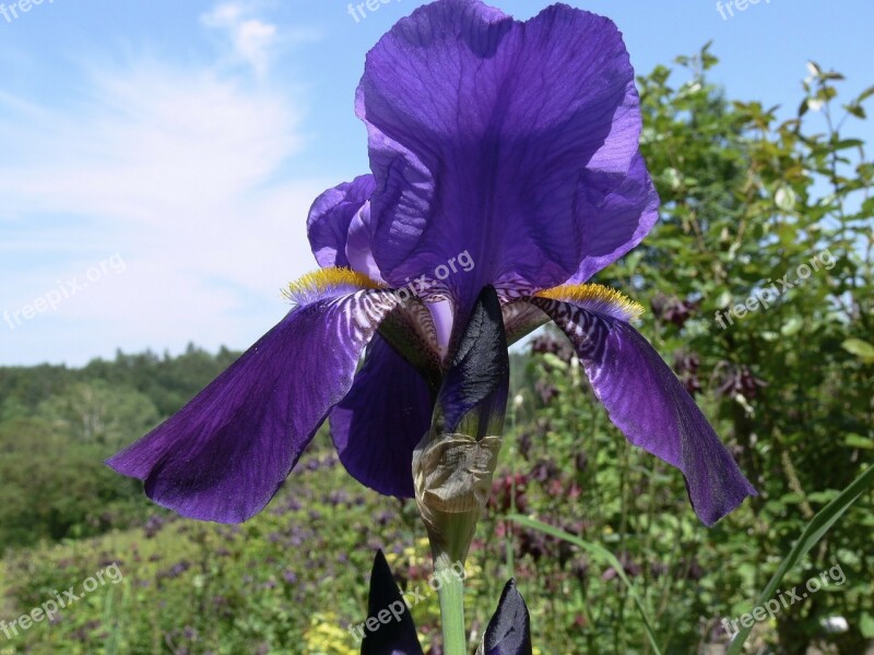 Blue Meadow Flower Blossom Bloom