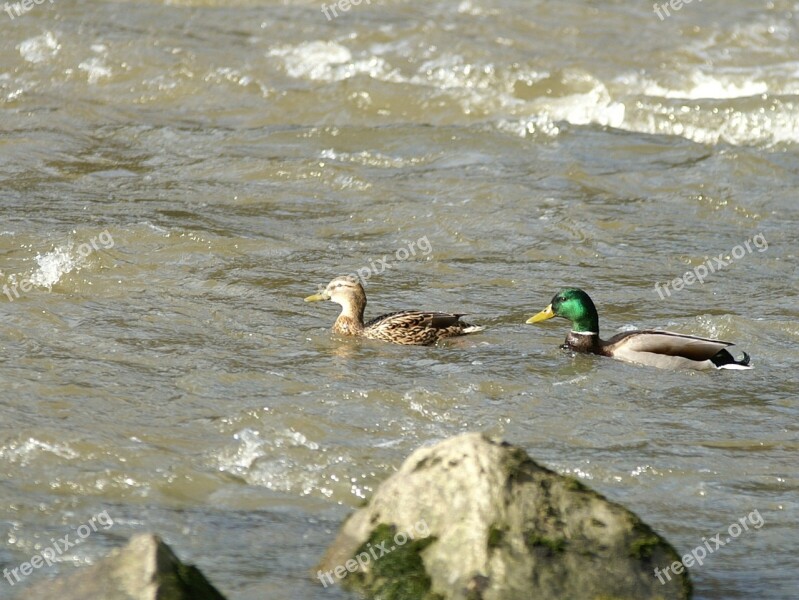 Nature Water River Ducks Pair Of Ducks