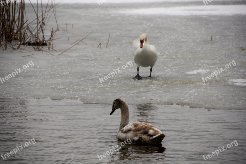 Swans Bird Water Feather Free Photos