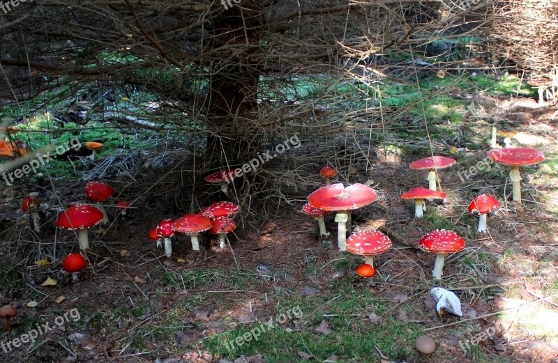 Lucky Guy Luck Fly Agaric Autumn Nature