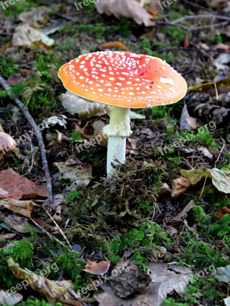 Fly Agaric Mushroom Forest Autumn Toxic