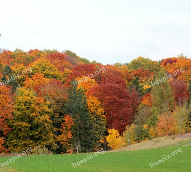 Forest Autumn Colorful Colorful Leaves Leaves