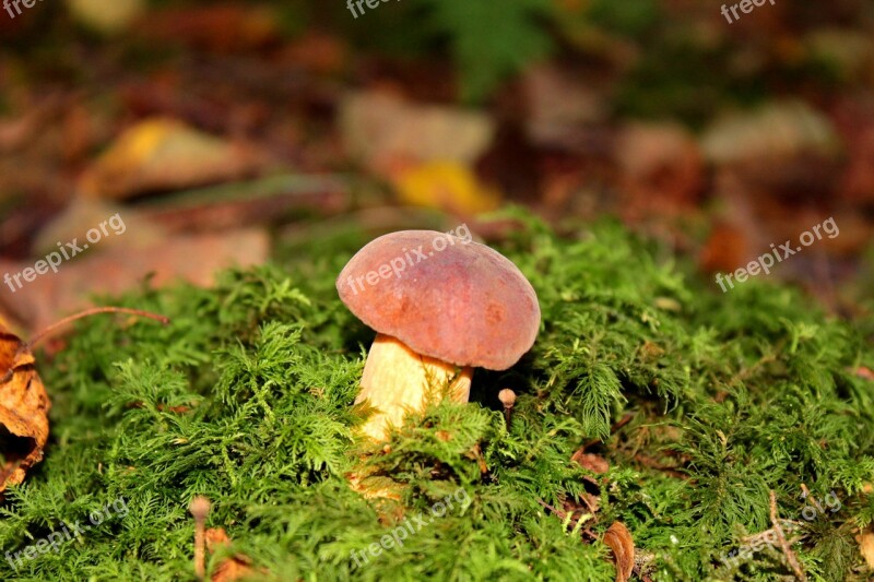 Mushroom Moss Autumn Nature Forest