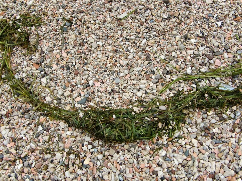 Pebble Beach Stones Tang Sea Grass