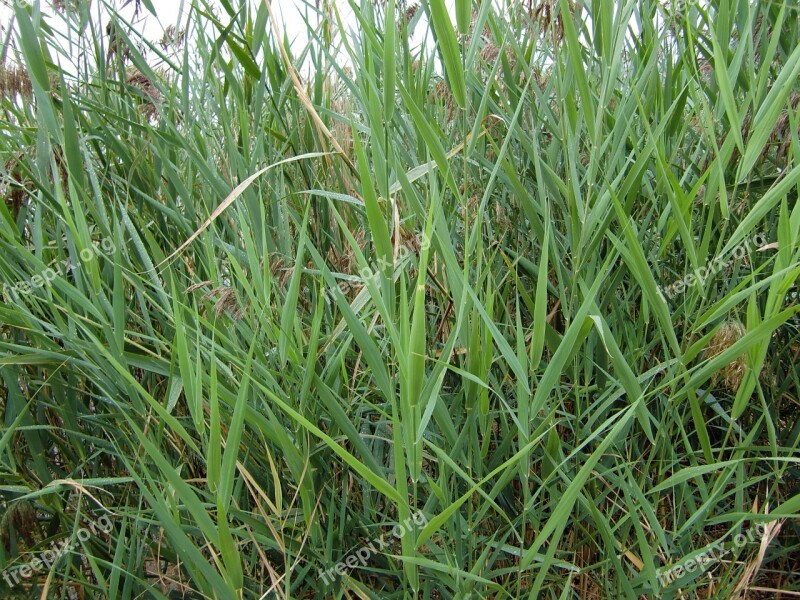 Grasses Nature Blade Of Grass Free Photos