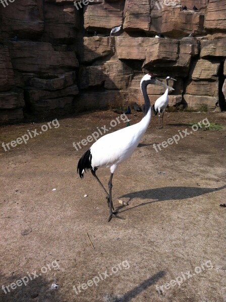 Crane Bird Feather Bird Feathers The Beak