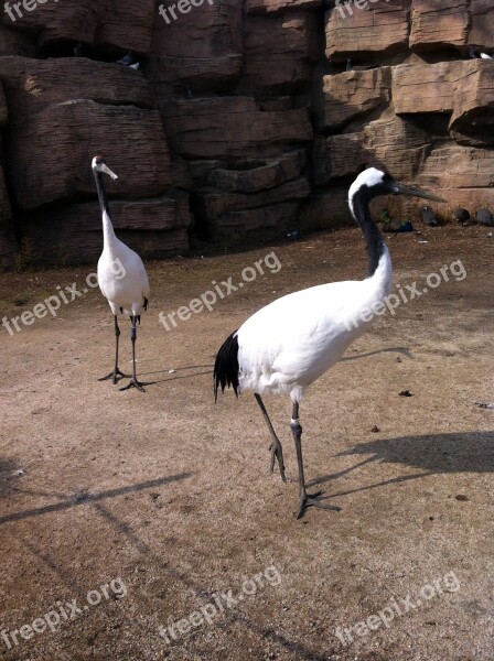 Crane Bird Feather Bird Feathers The Beak