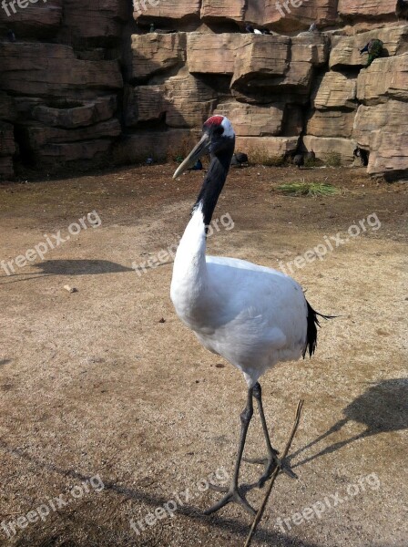 Crane Bird Feather Bird Feathers The Beak