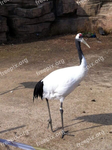 Crane Bird Water Birds Feather Sandhill Cranes