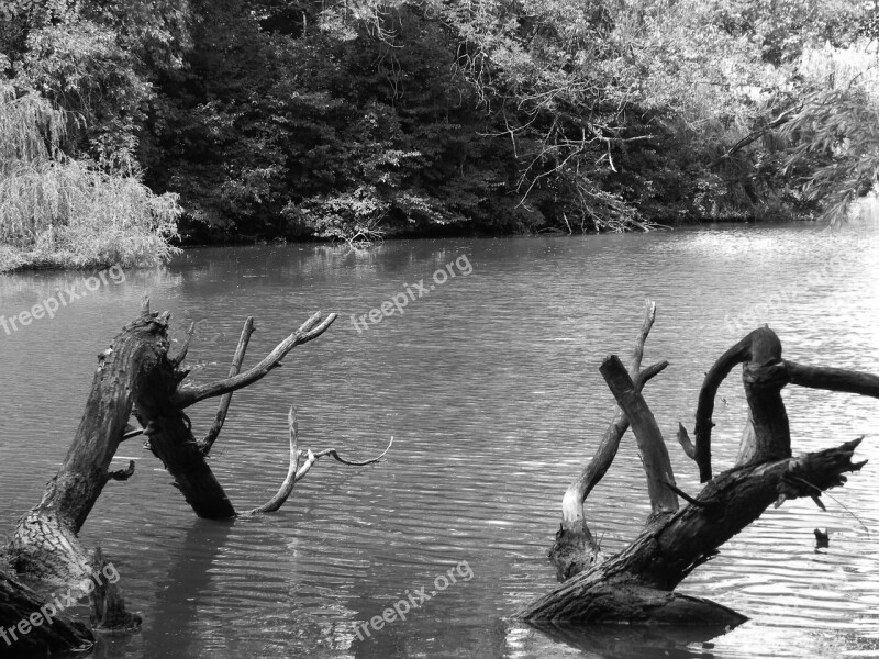 Black And White Black And White Photo Wood Water Bach Root