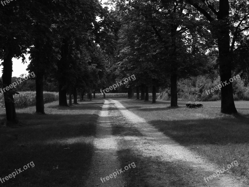 Black And White Black And White Photo Wood Avenue Trees