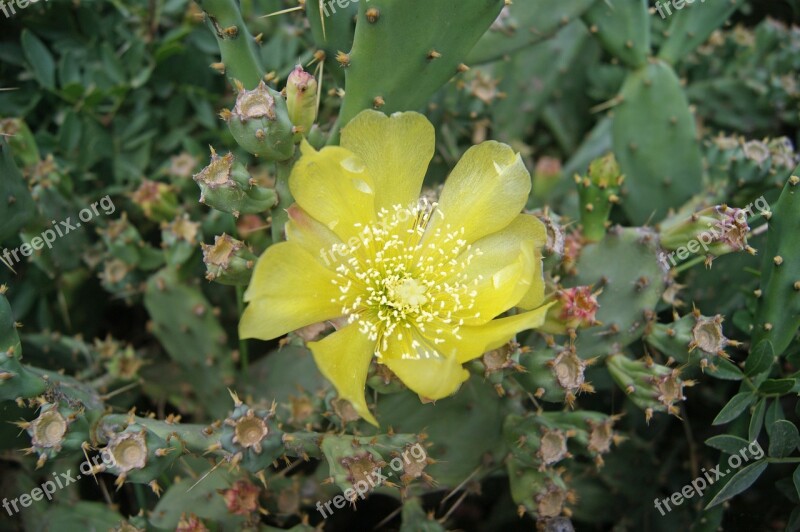 Cactus Flower Flowering Yellow Flora Lemon Free Photos