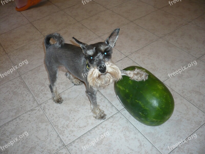 Dog Melon Schnauzer Free Photos