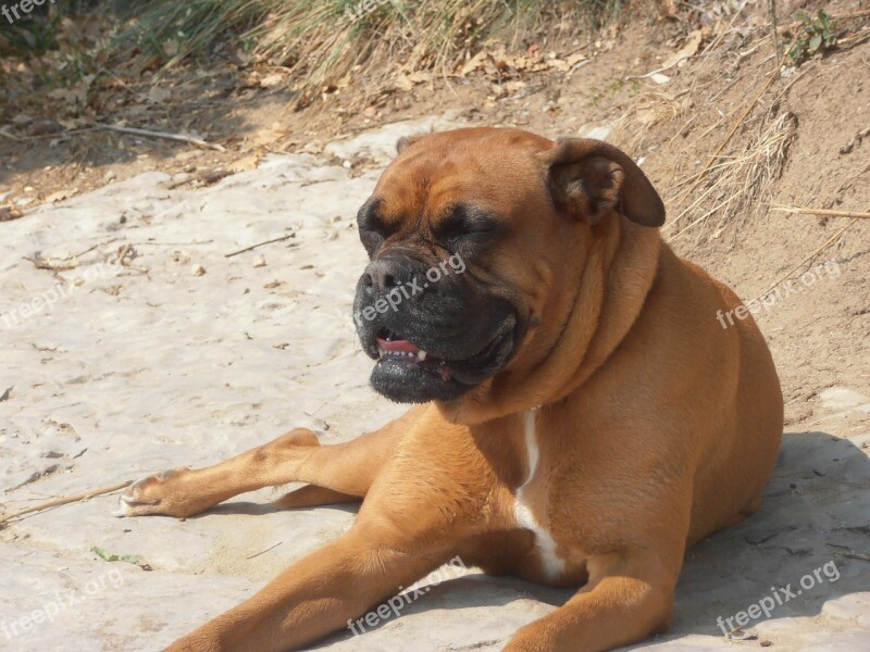 Boxer Dog Animal Free Photos