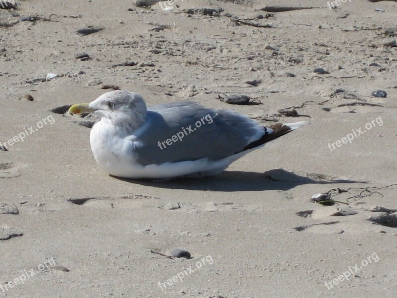 Seagull Bird Sand Beach Nature Sea