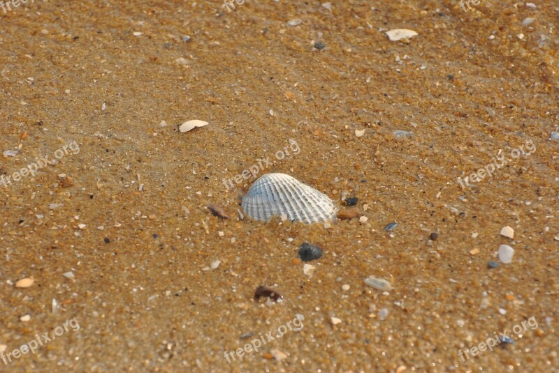 Sea Shell Shells Seashell Pattern