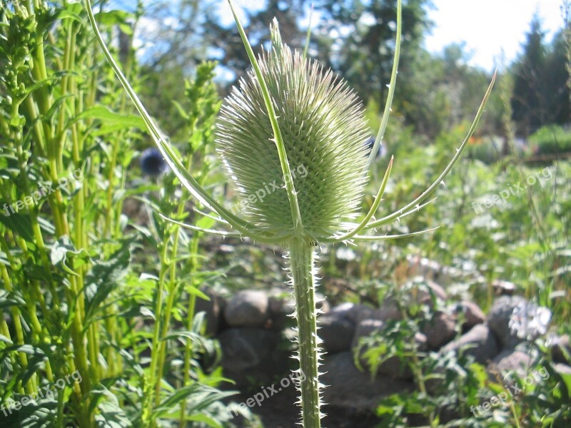 Thistle Garden Summer Green Leaf