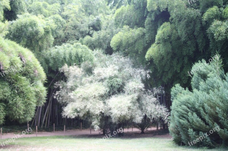 Bamboo Ardèche Plant Botanical Garden Free Photos