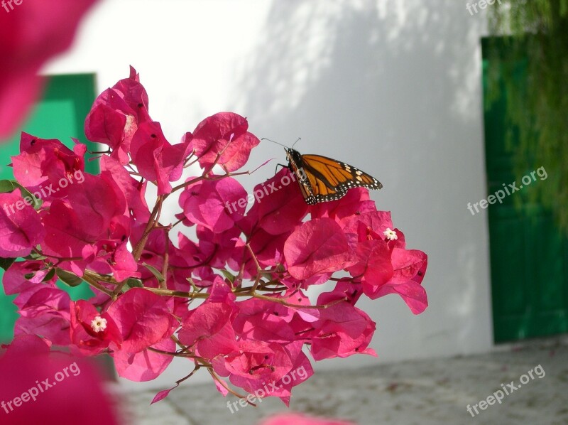 Blossom Bloom Butterfly Bouganville Free Photos